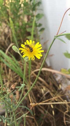 Réf. 347 315 : Halictus sp.